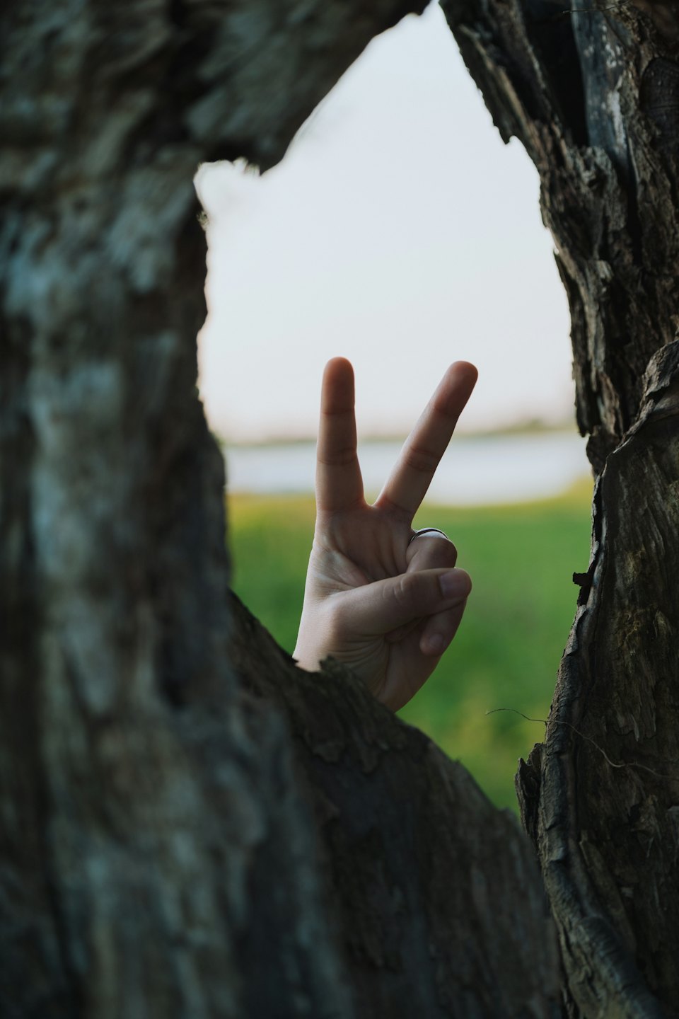 Una mano haciendo el signo de la paz dentro del hueco de un árbol.