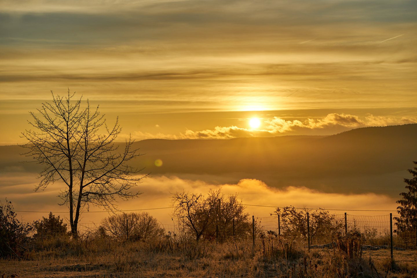 Amanecer dorado sobre un valle neblinoso con árboles en silueta.