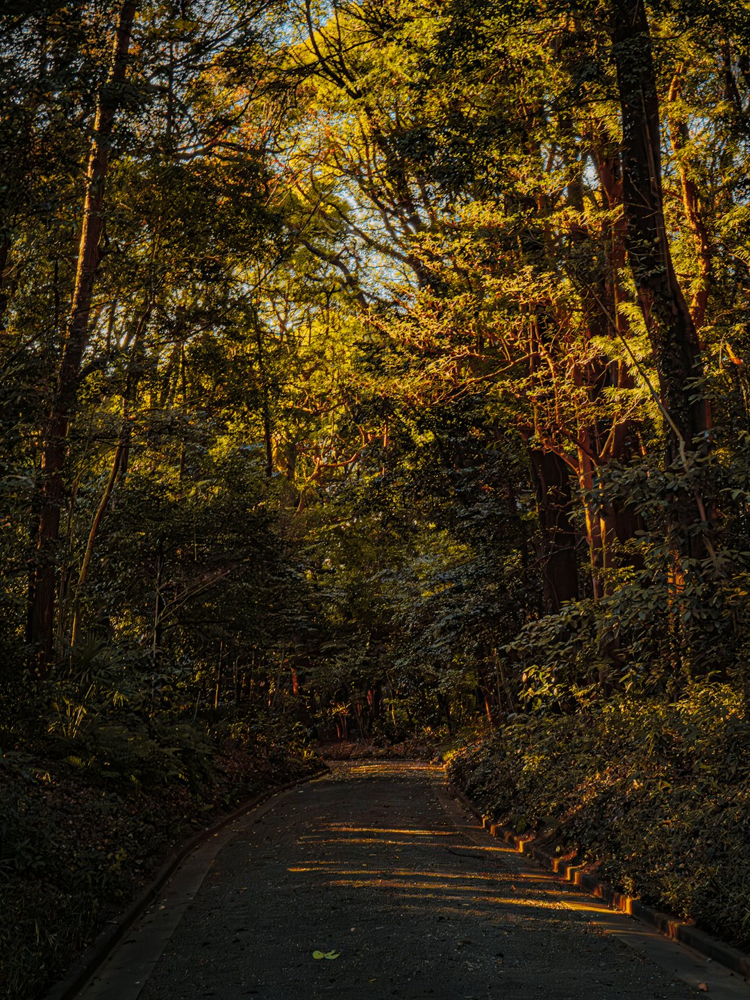 Un sendero pavimentado serpentea a través de un denso bosque.