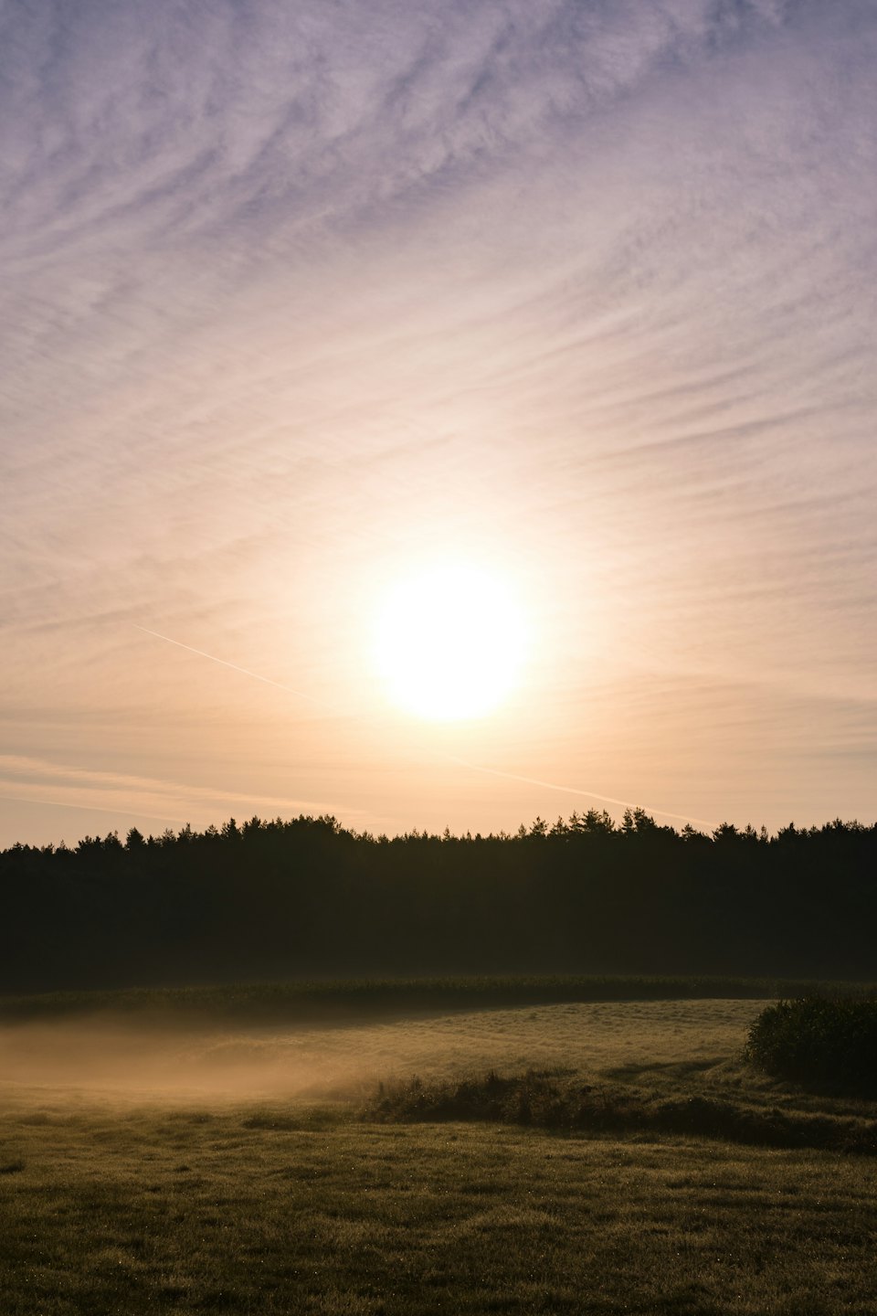 Una bruma dorada cubre un campo que lleva a un bosque silueteado al amanecer.